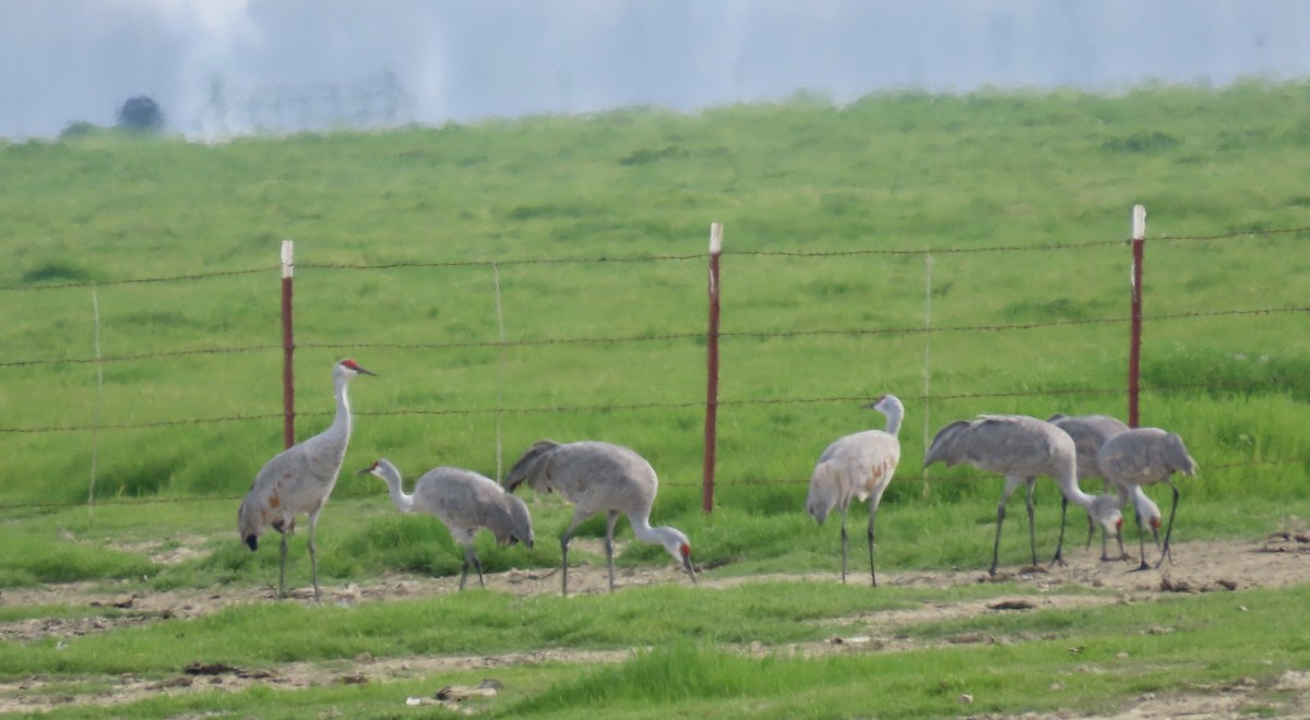 Kanadakranich - ML650486859