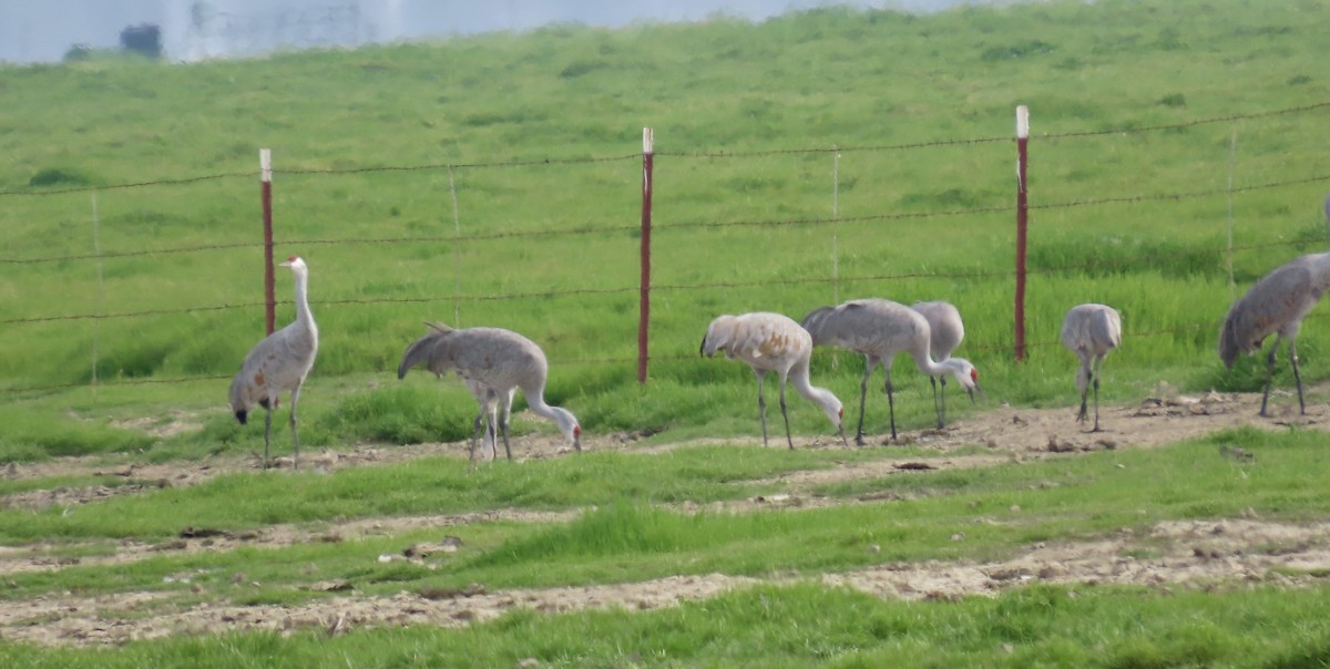 Kanadakranich - ML650486860