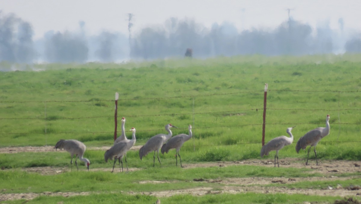 Kanadakranich - ML650486861