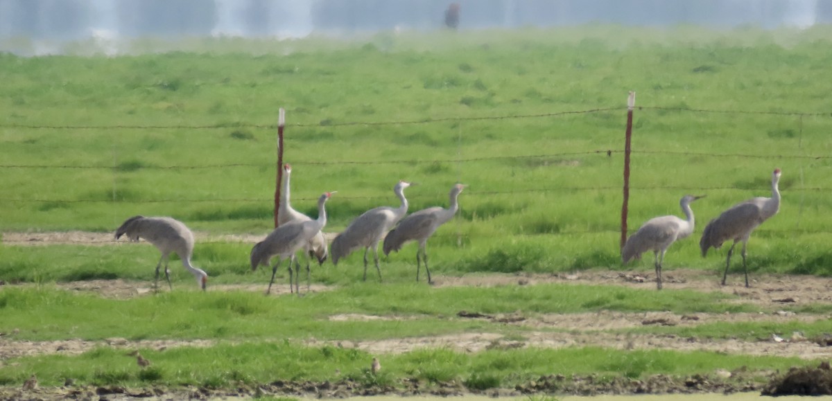 Kanadakranich - ML650486866