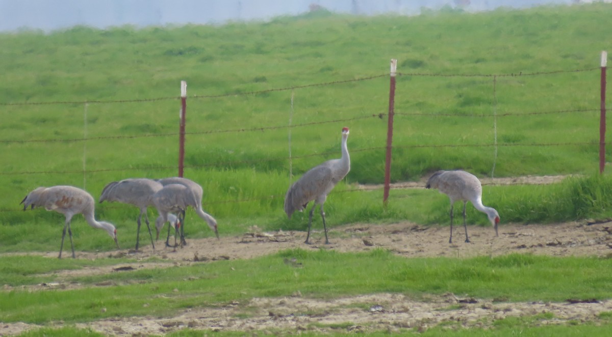 Kanadakranich - ML650486867