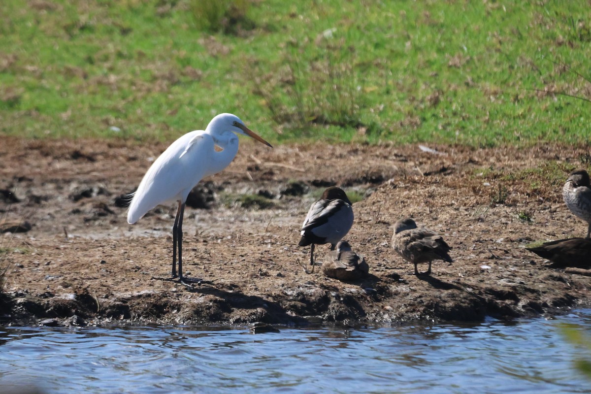 Great Egret - ML650487209