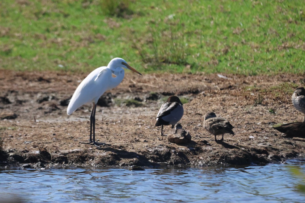 Great Egret - ML650487210