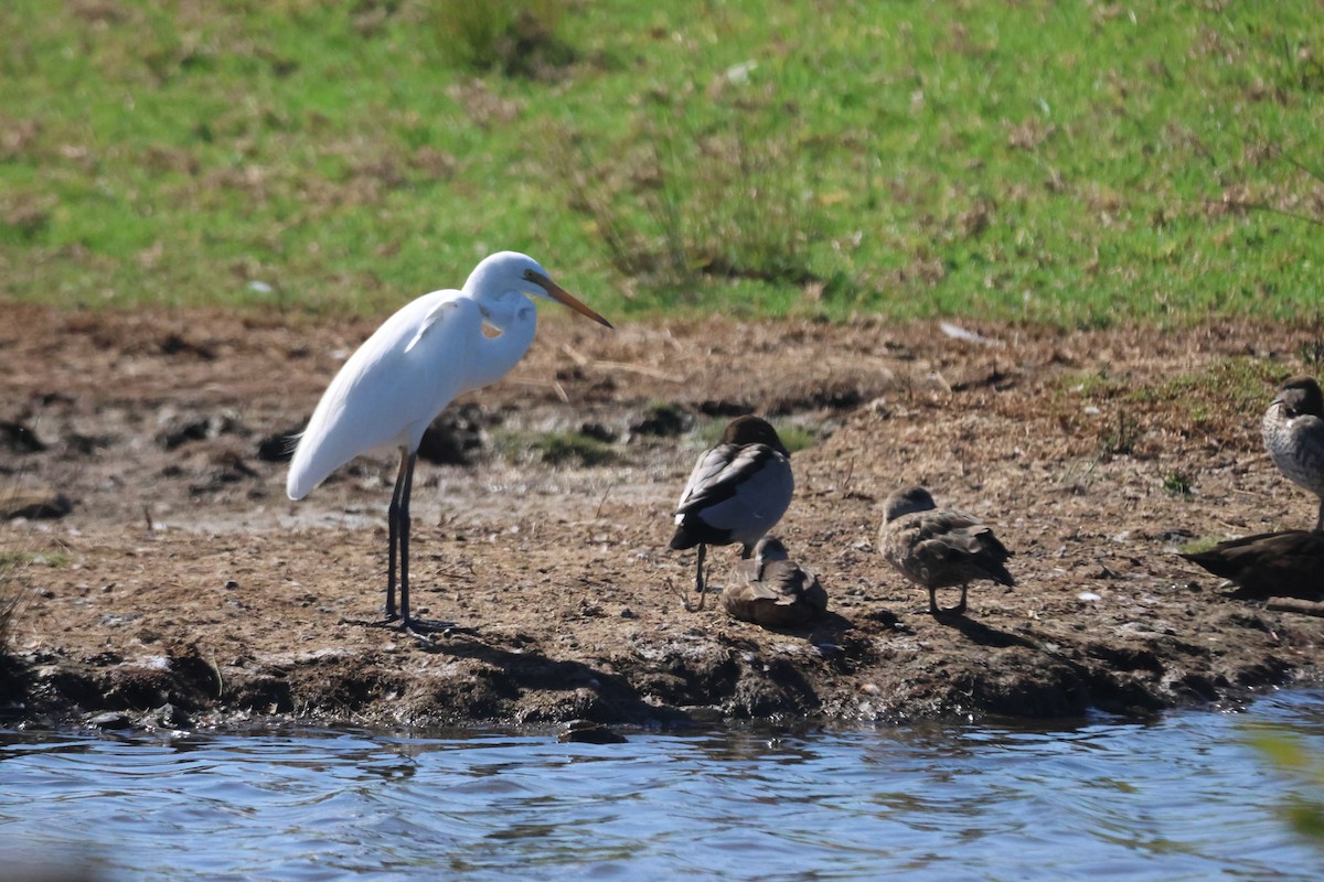 Great Egret - ML650487211