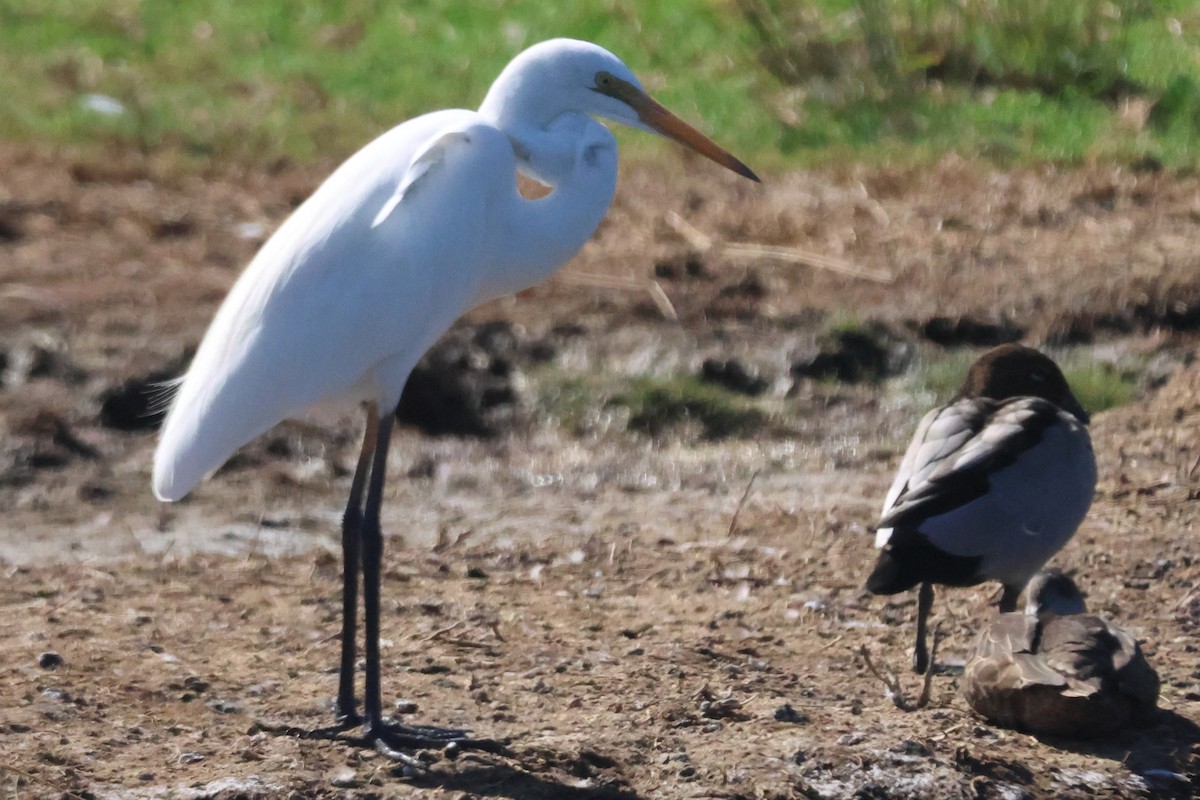 Great Egret - ML650487229