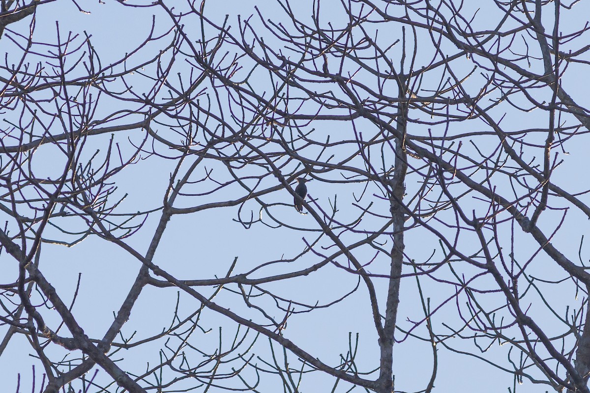 Buff-rumped Woodpecker - ML650487261