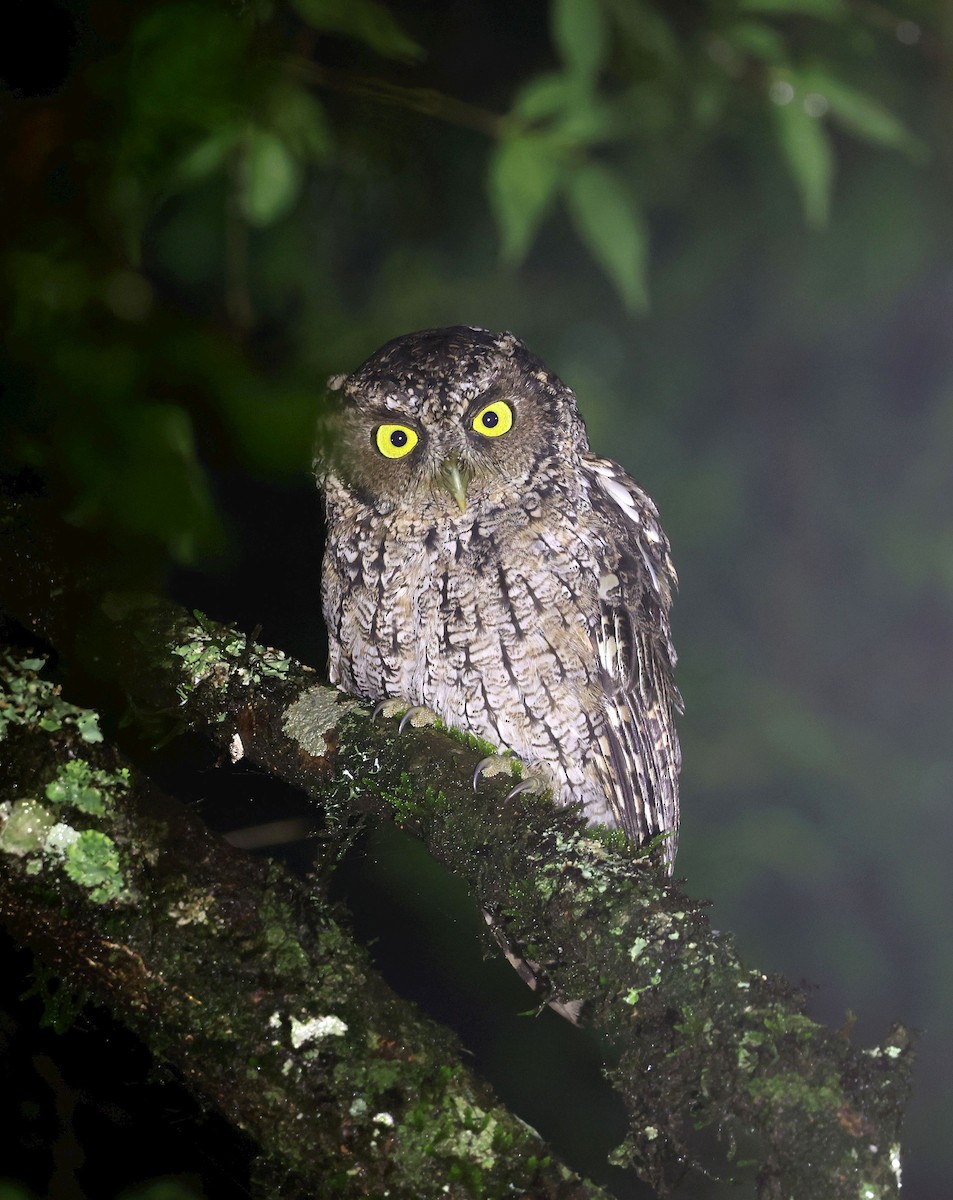 Montane Forest Screech-Owl - ML650487566