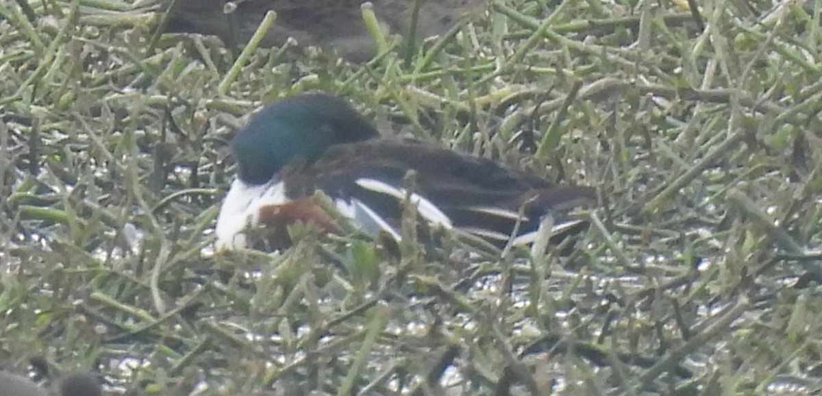 Широконоска - ML650487632