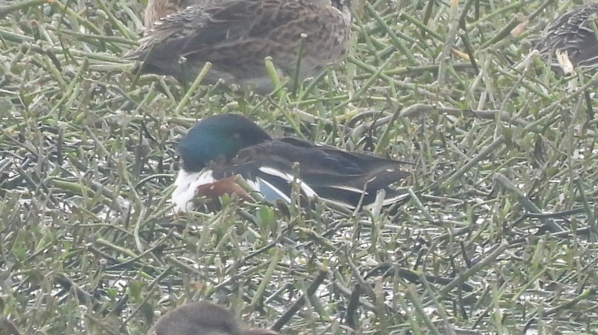 Широконоска - ML650487633