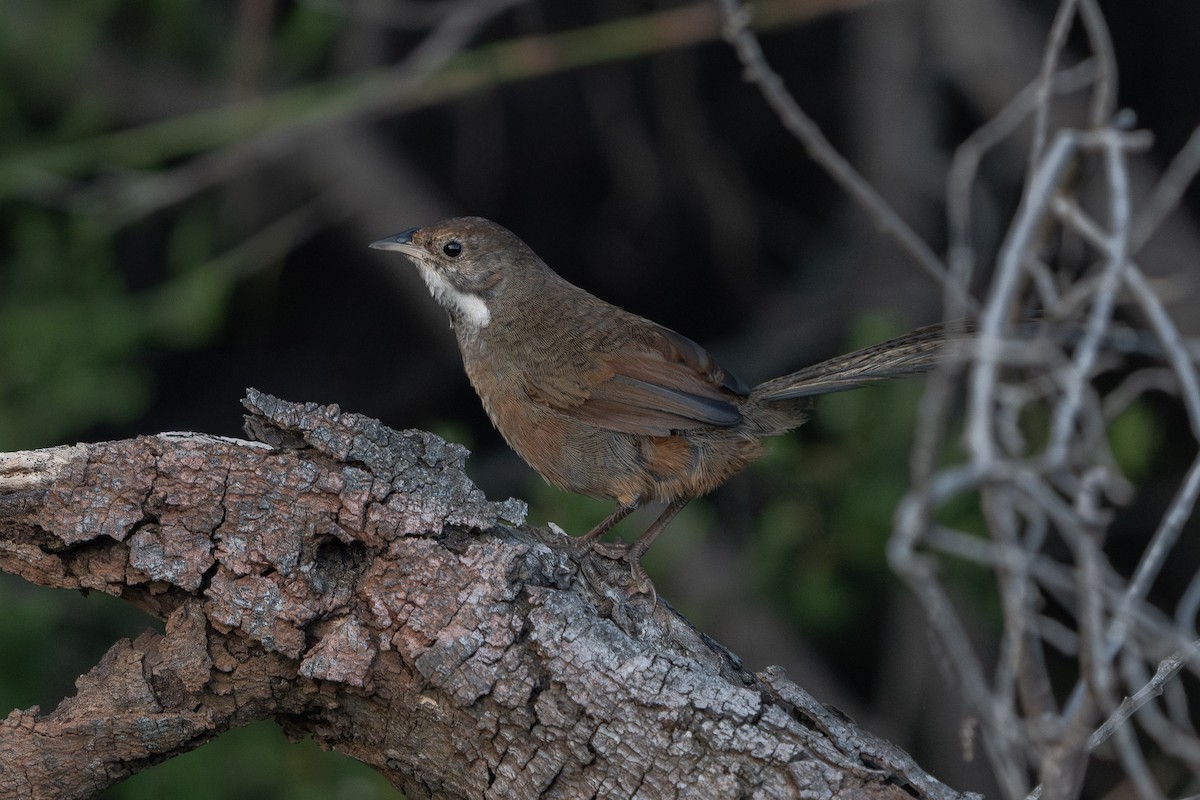 larmkrattfugl - ML650487963