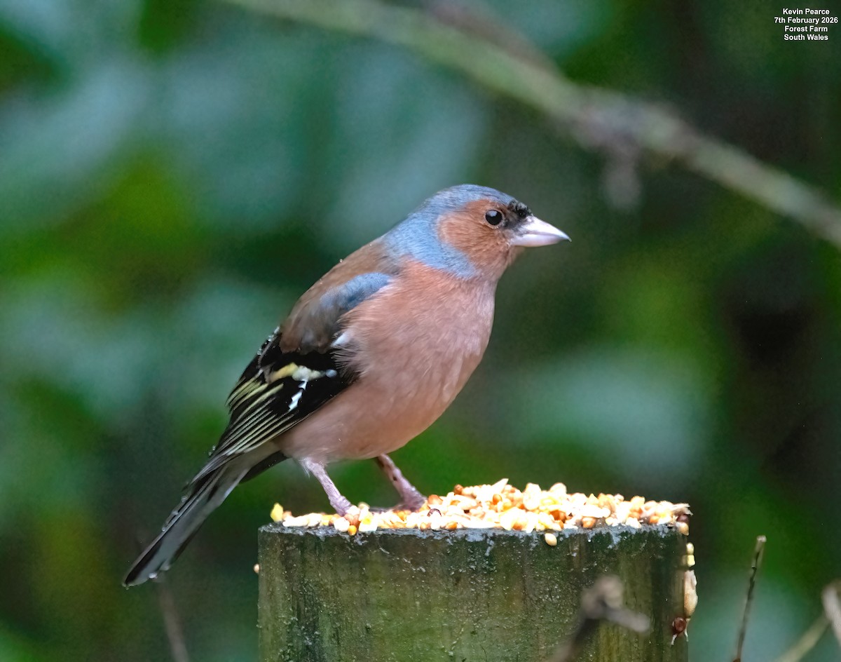 Common Chaffinch - ML650488064