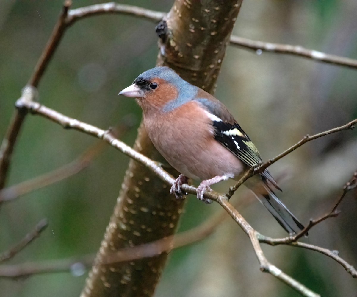 Common Chaffinch - ML650488065
