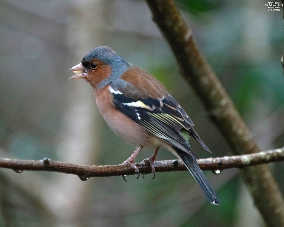 Common Chaffinch - ML650488066