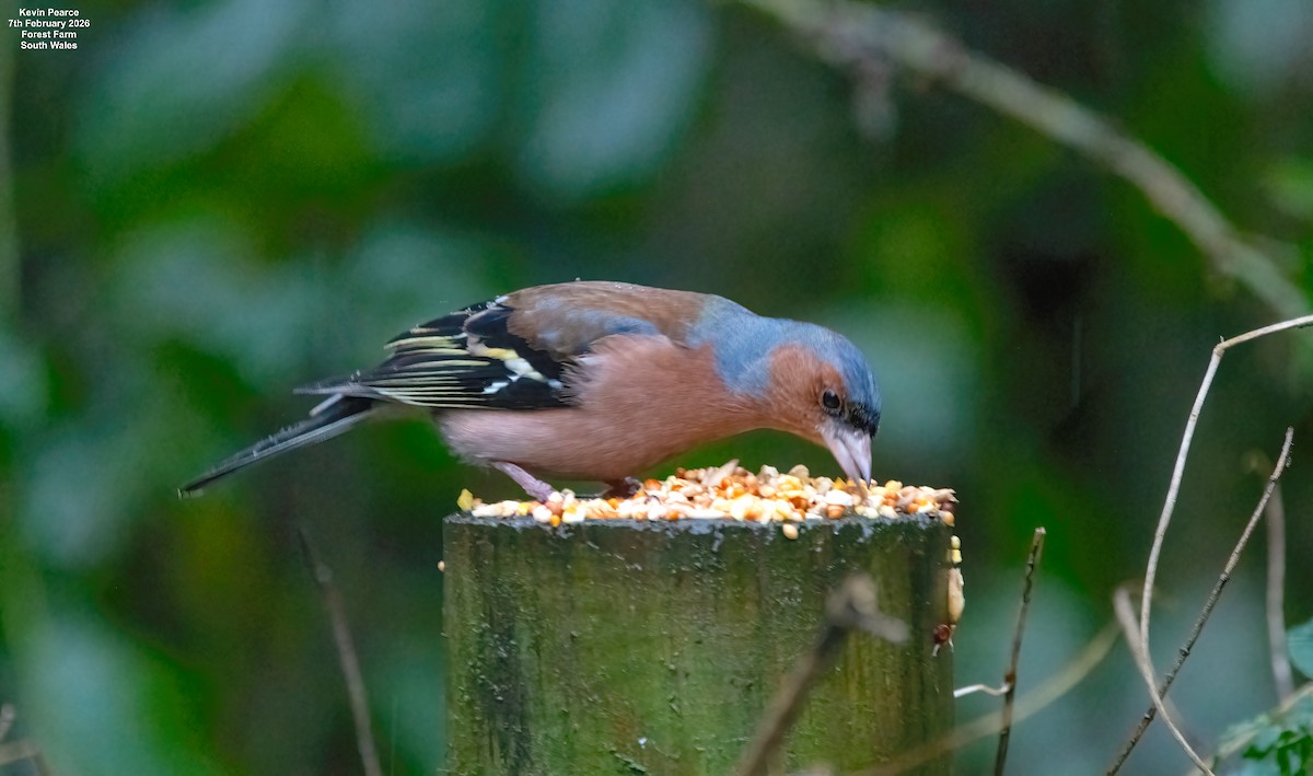 Common Chaffinch - ML650488068