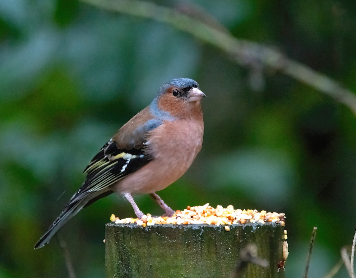 Common Chaffinch - ML650488069
