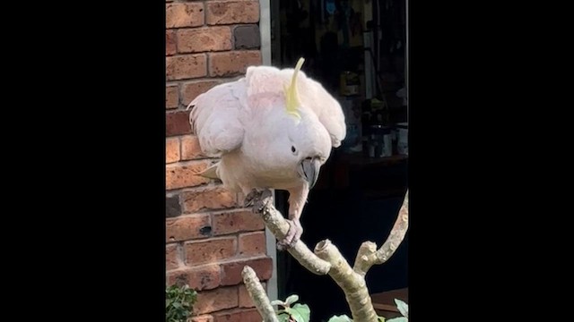 Какаду жовточубий - ML650488094