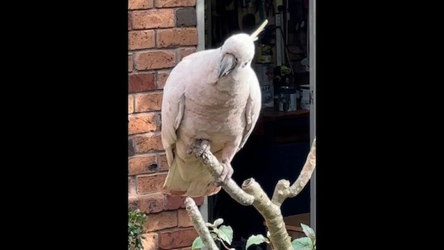 Какаду жовточубий - ML650488095