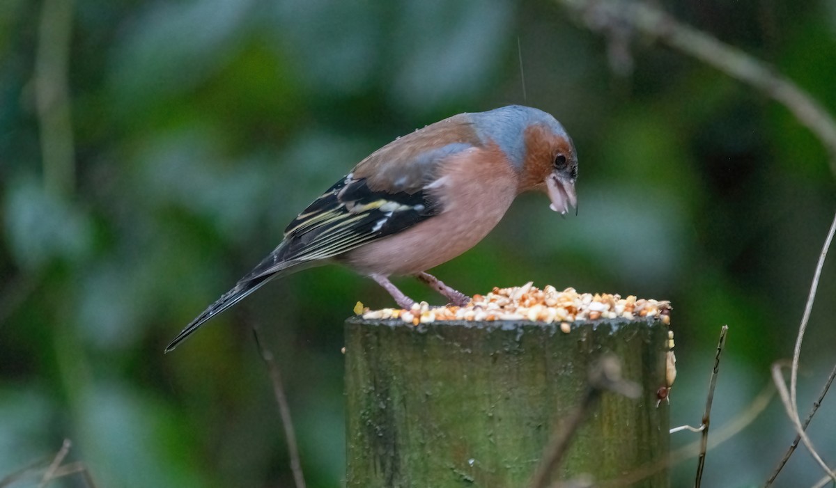Common Chaffinch - ML650488121