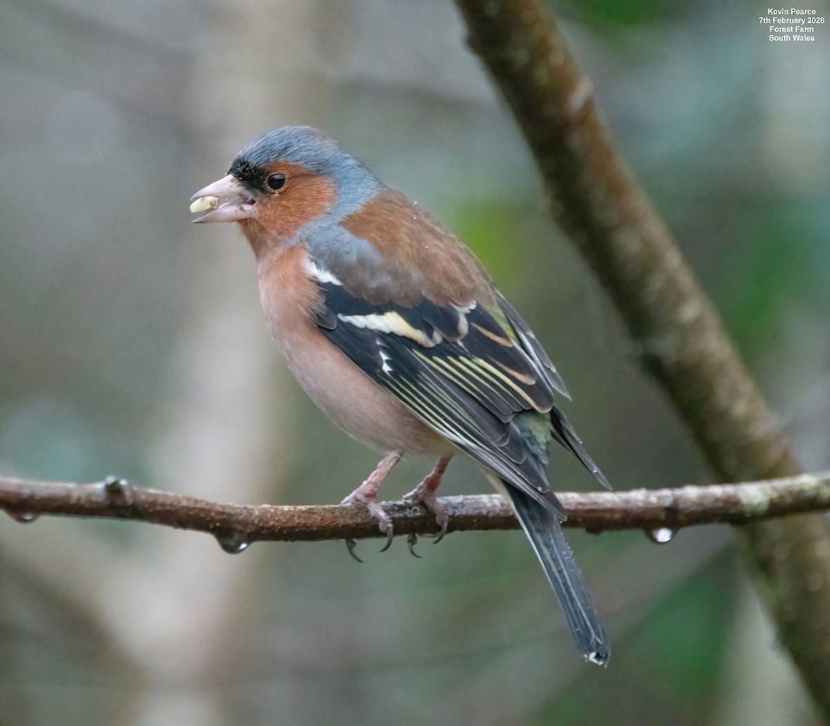 Common Chaffinch - ML650488173