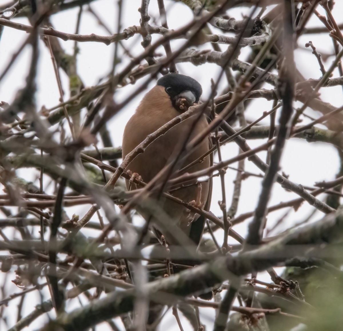 Eurasian Bullfinch - ML650488177