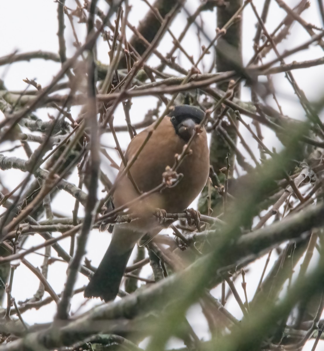 Eurasian Bullfinch - ML650488178