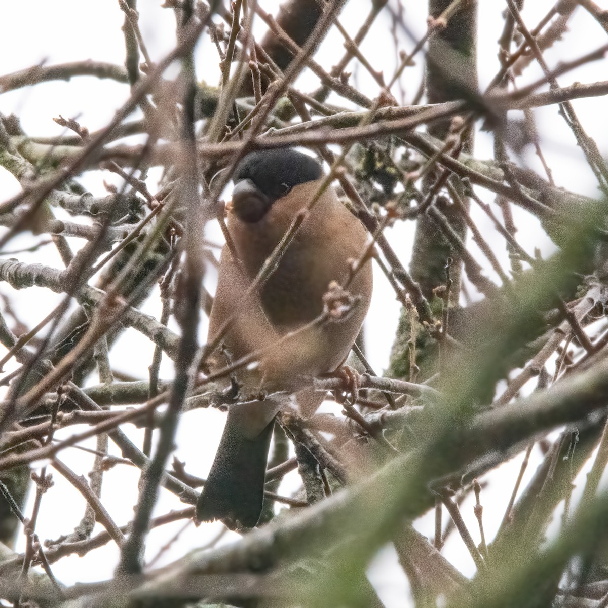 Eurasian Bullfinch - ML650488179