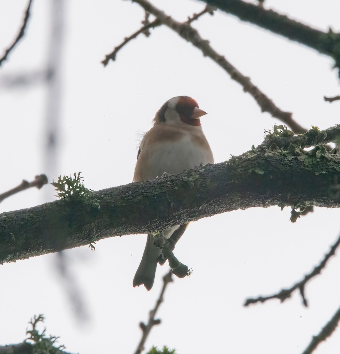 European Goldfinch - ML650488188