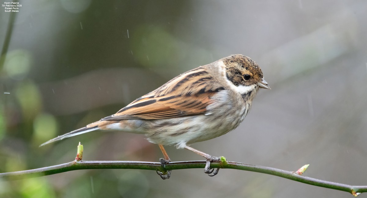 Reed Bunting - ML650488261