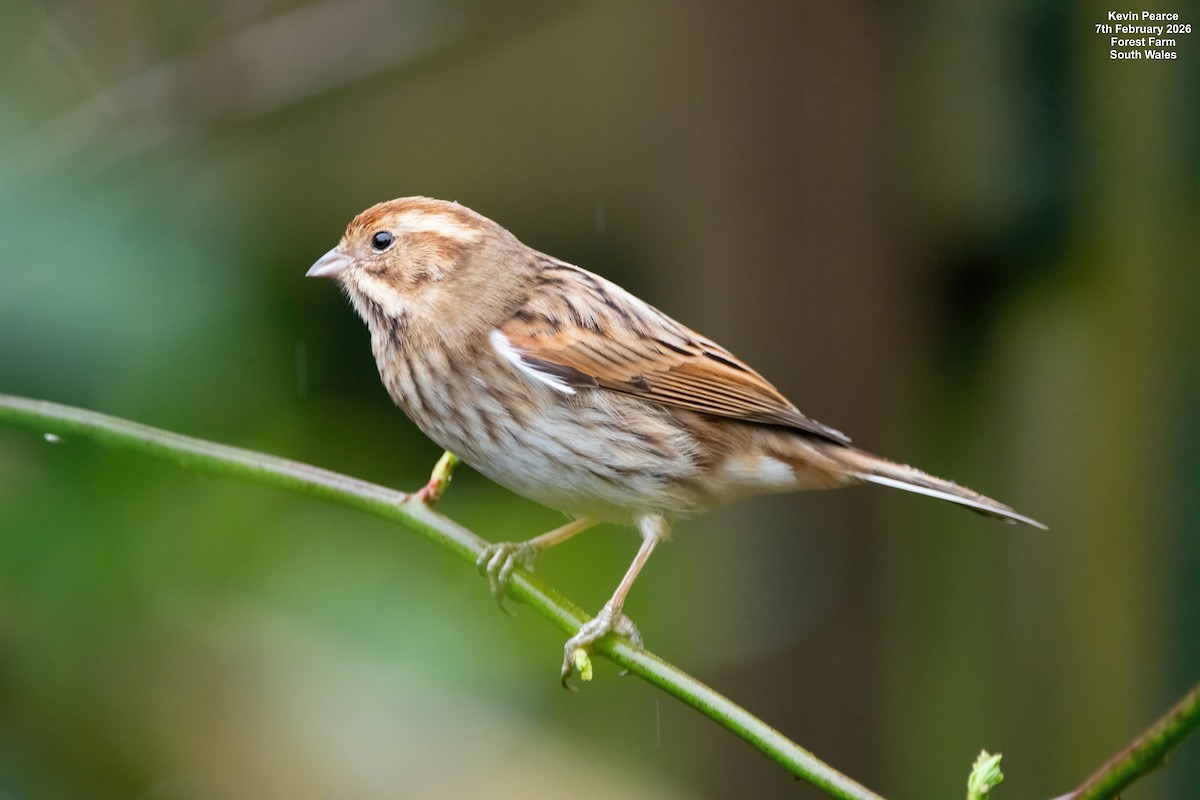 Reed Bunting - ML650488262