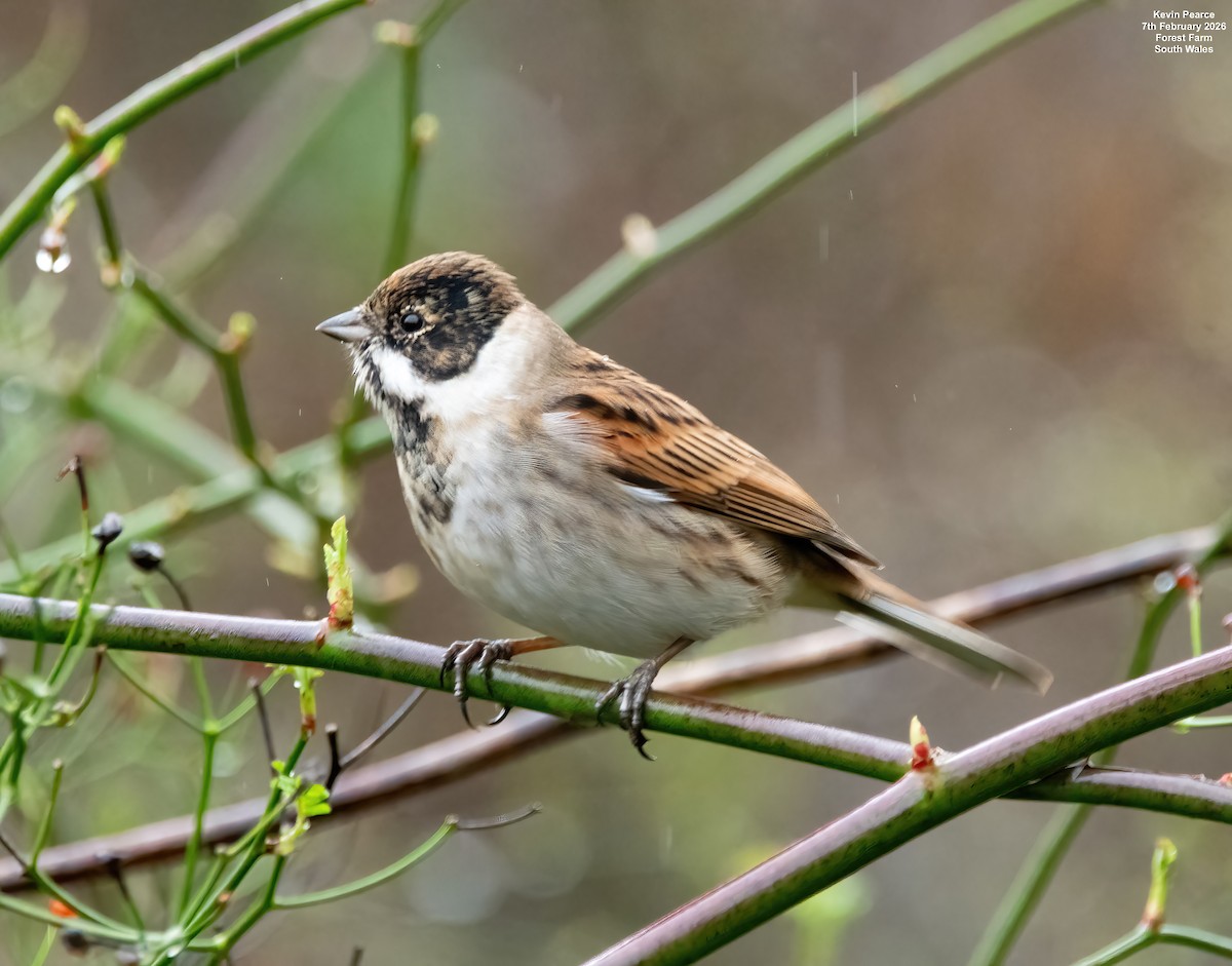 Reed Bunting - ML650488263