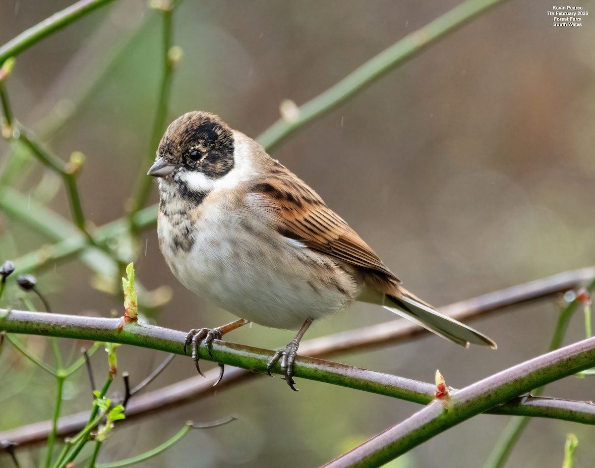 Reed Bunting - ML650488264