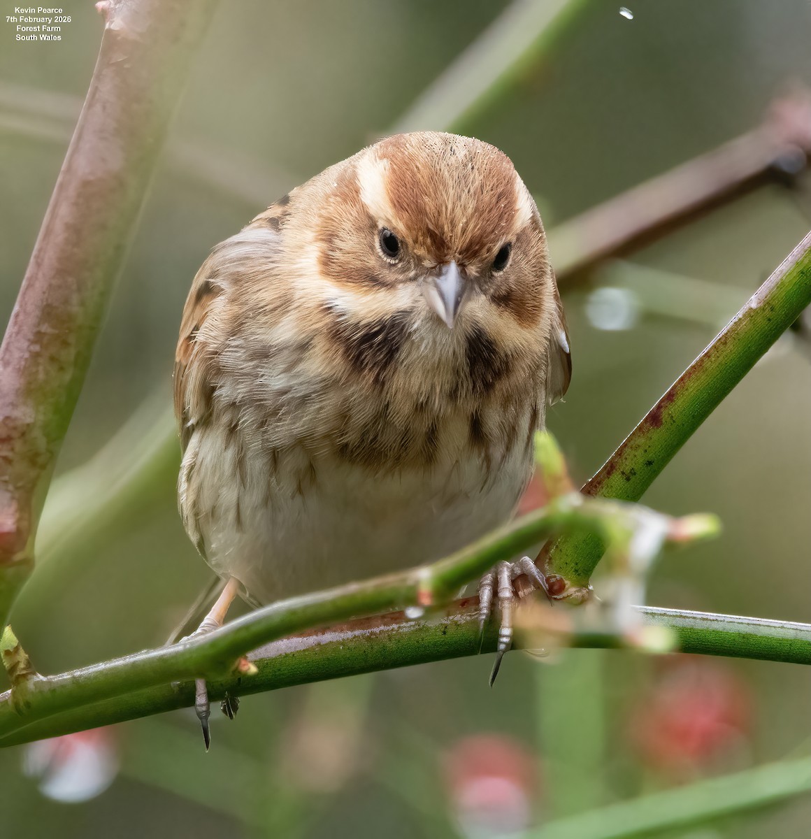 Reed Bunting - ML650488265