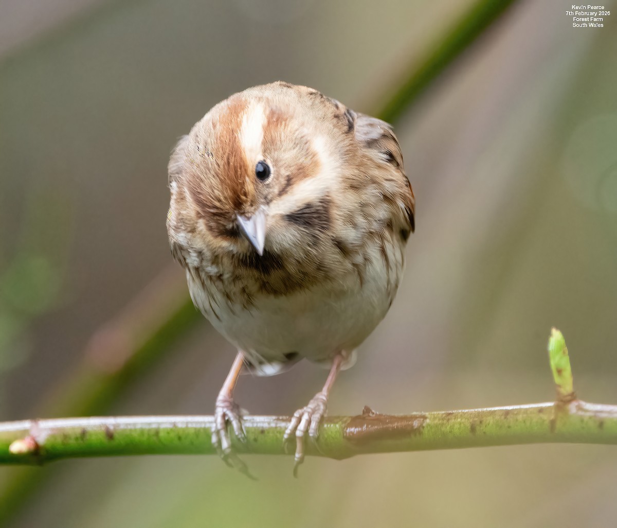 Reed Bunting - ML650488266