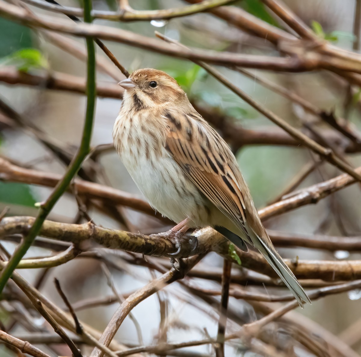 Reed Bunting - ML650488267
