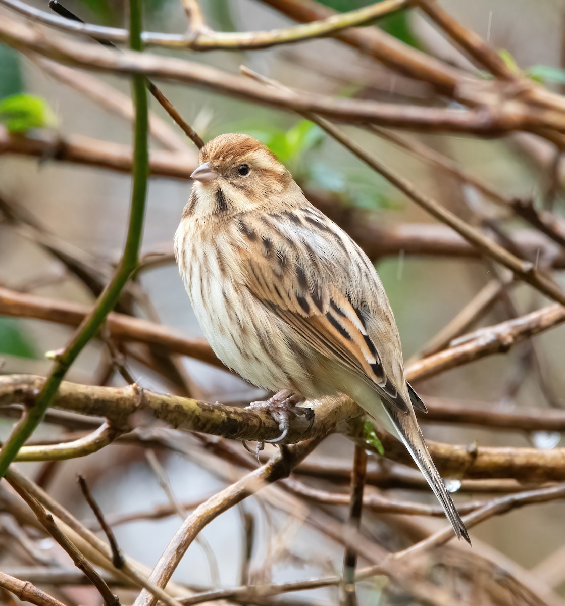 Reed Bunting - ML650488268