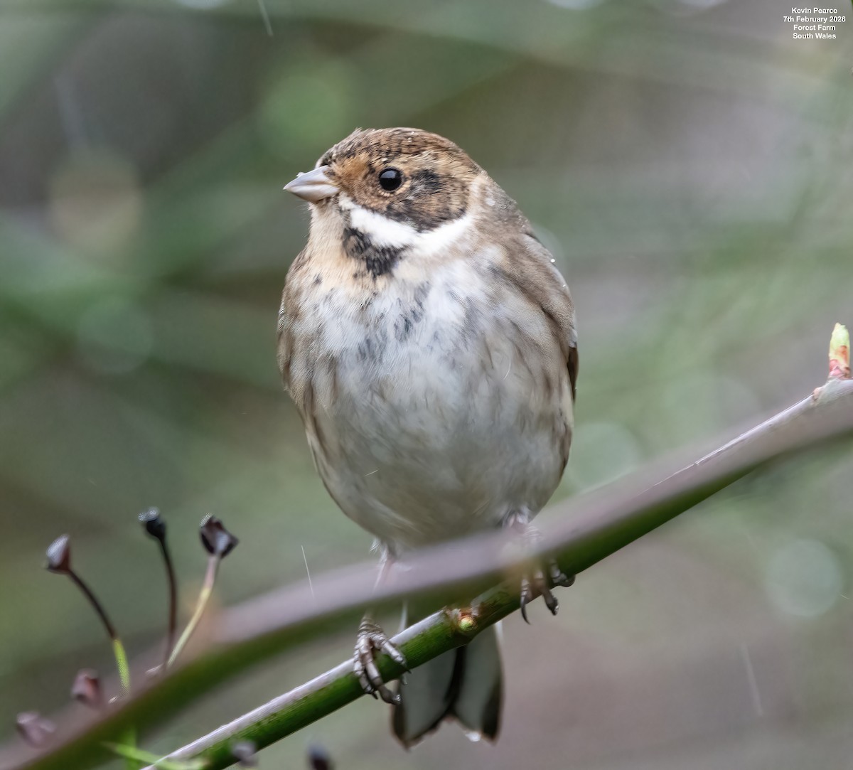 Reed Bunting - ML650488270