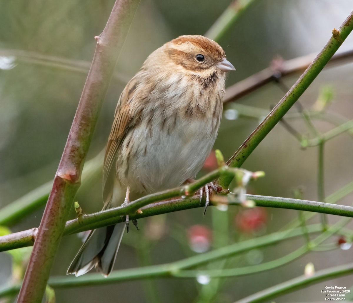 Reed Bunting - ML650488271