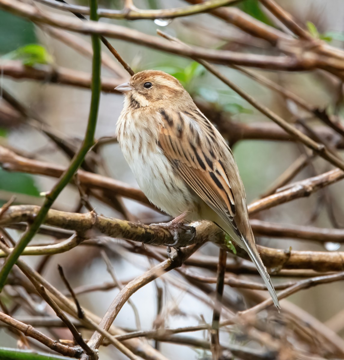 Reed Bunting - ML650488272