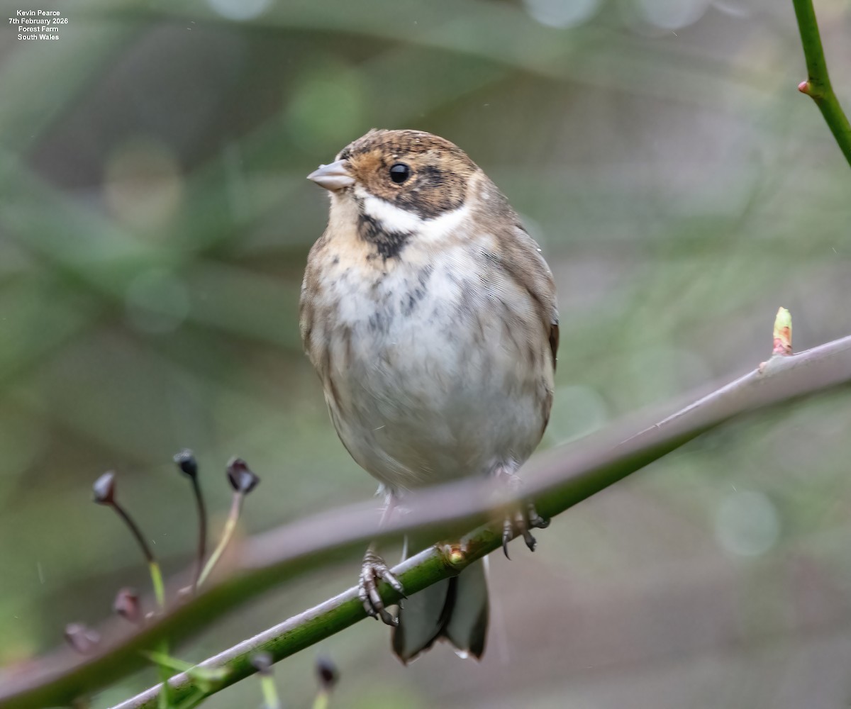 Reed Bunting - ML650488273