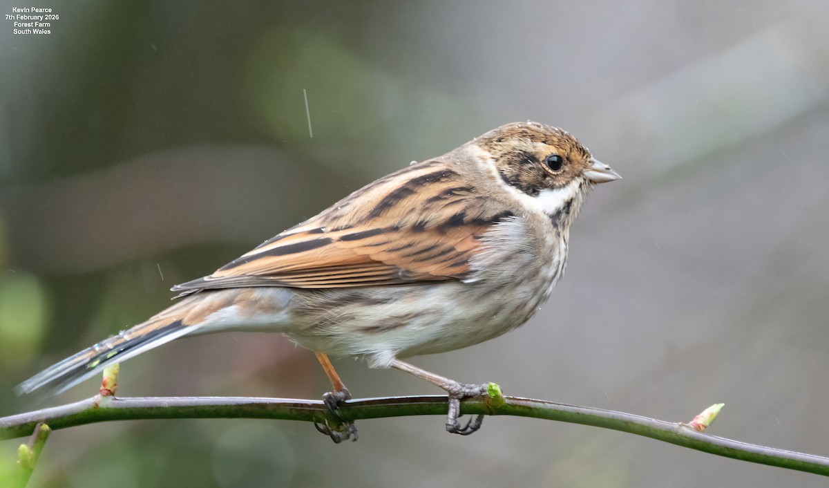Reed Bunting - ML650488274