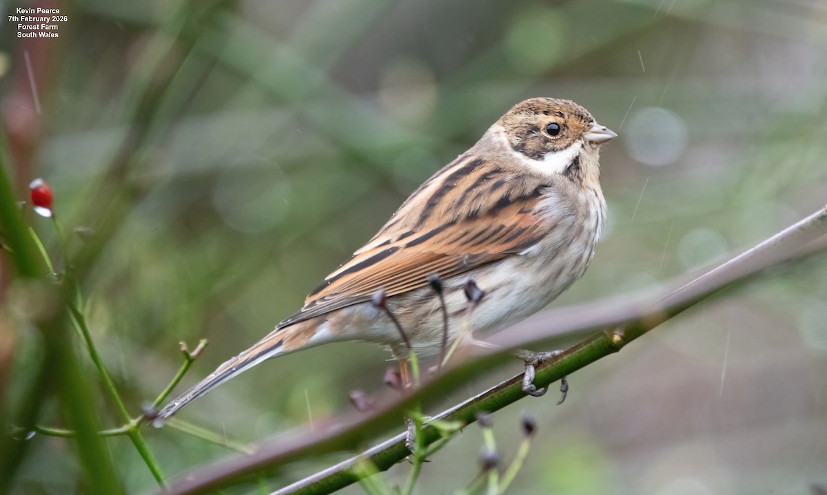 Reed Bunting - ML650488276