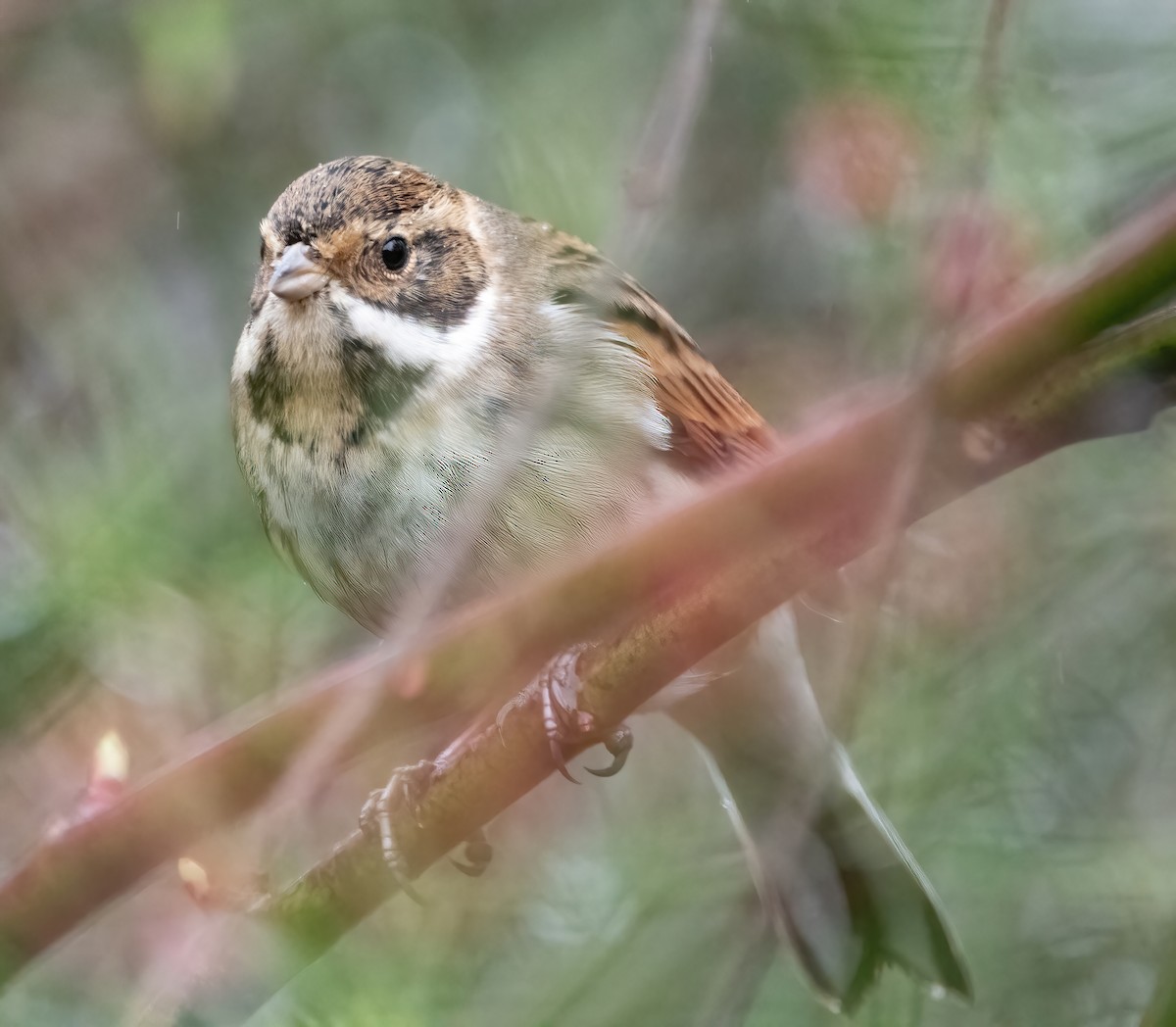 Reed Bunting - ML650488313