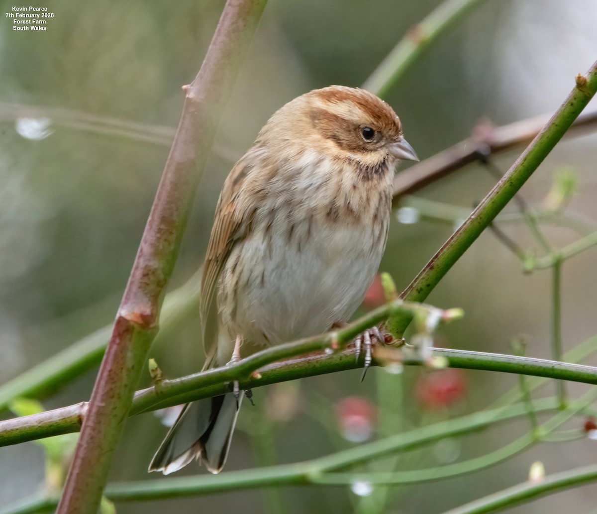 Reed Bunting - ML650488400