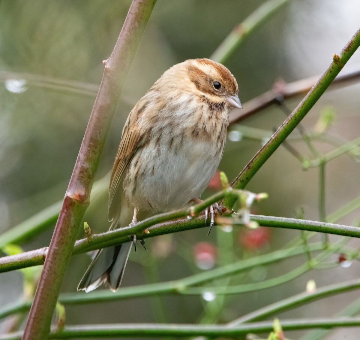 Reed Bunting - ML650488405