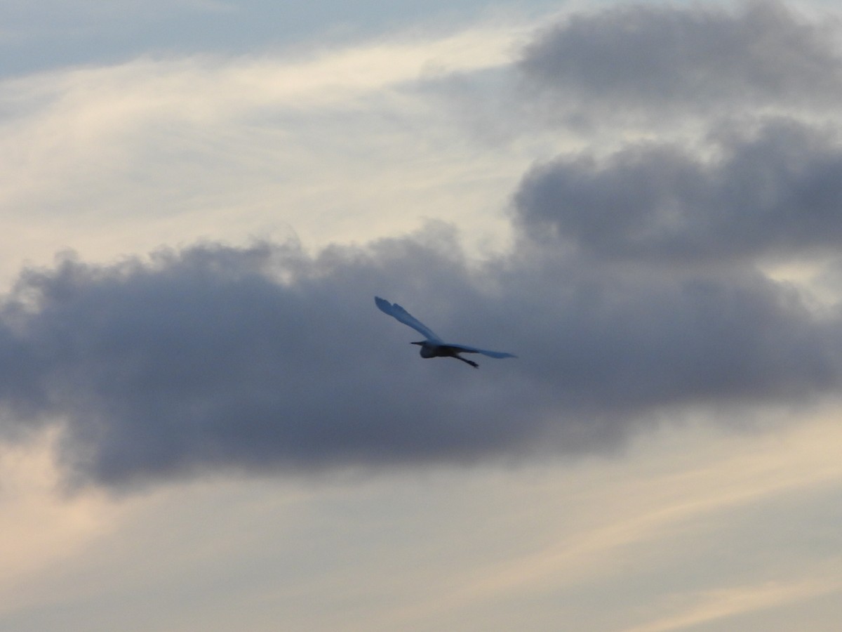 Great Egret - ML650488519