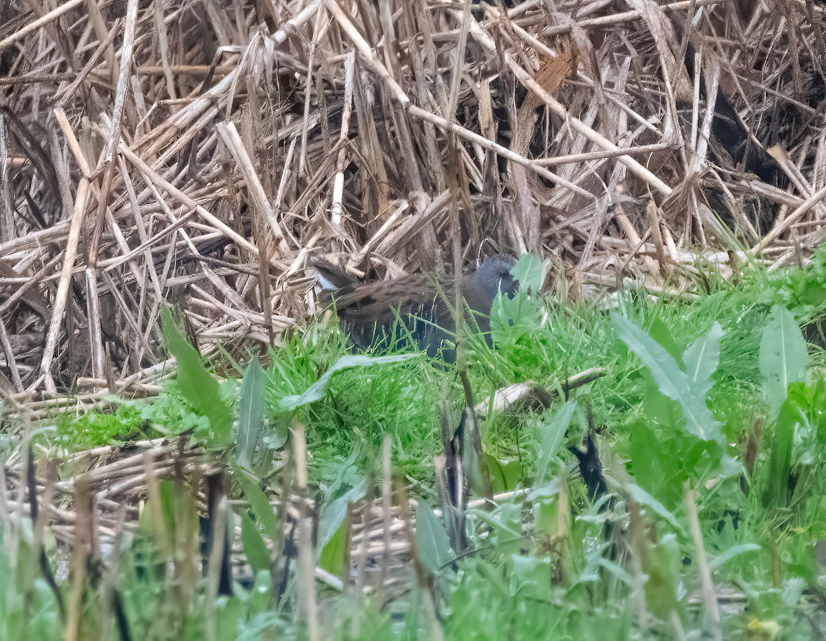 Water Rail - ML650488600