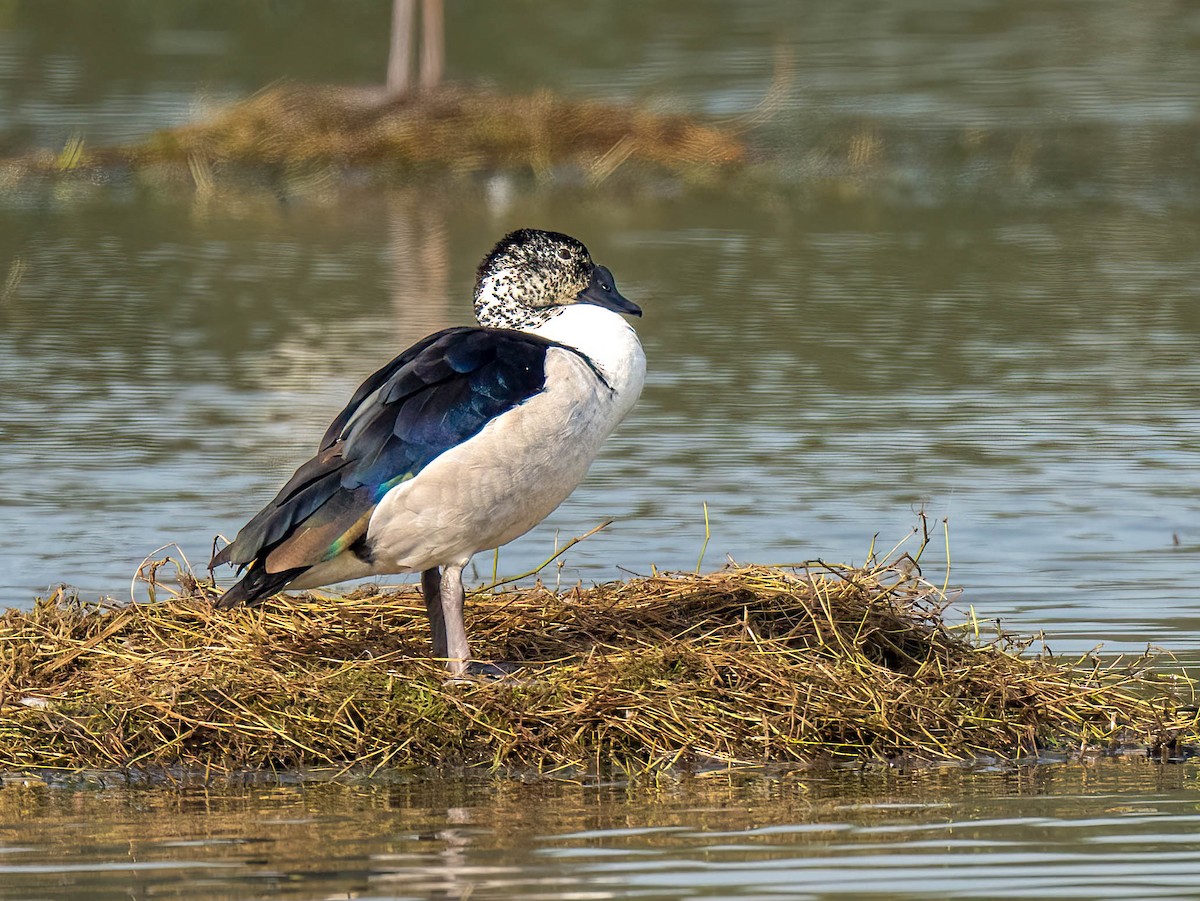 Knob-billed Duck - ML650488791