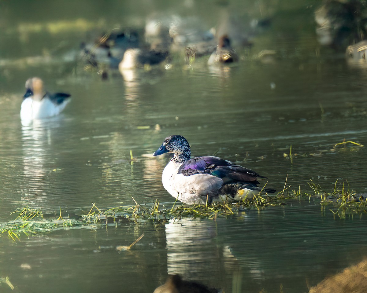 Knob-billed Duck - ML650488792