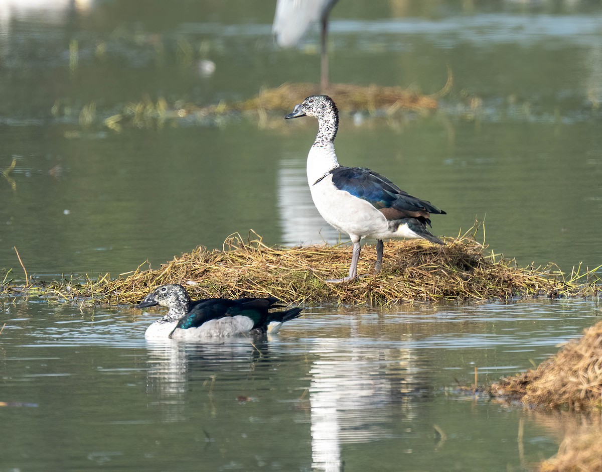 Knob-billed Duck - ML650488793