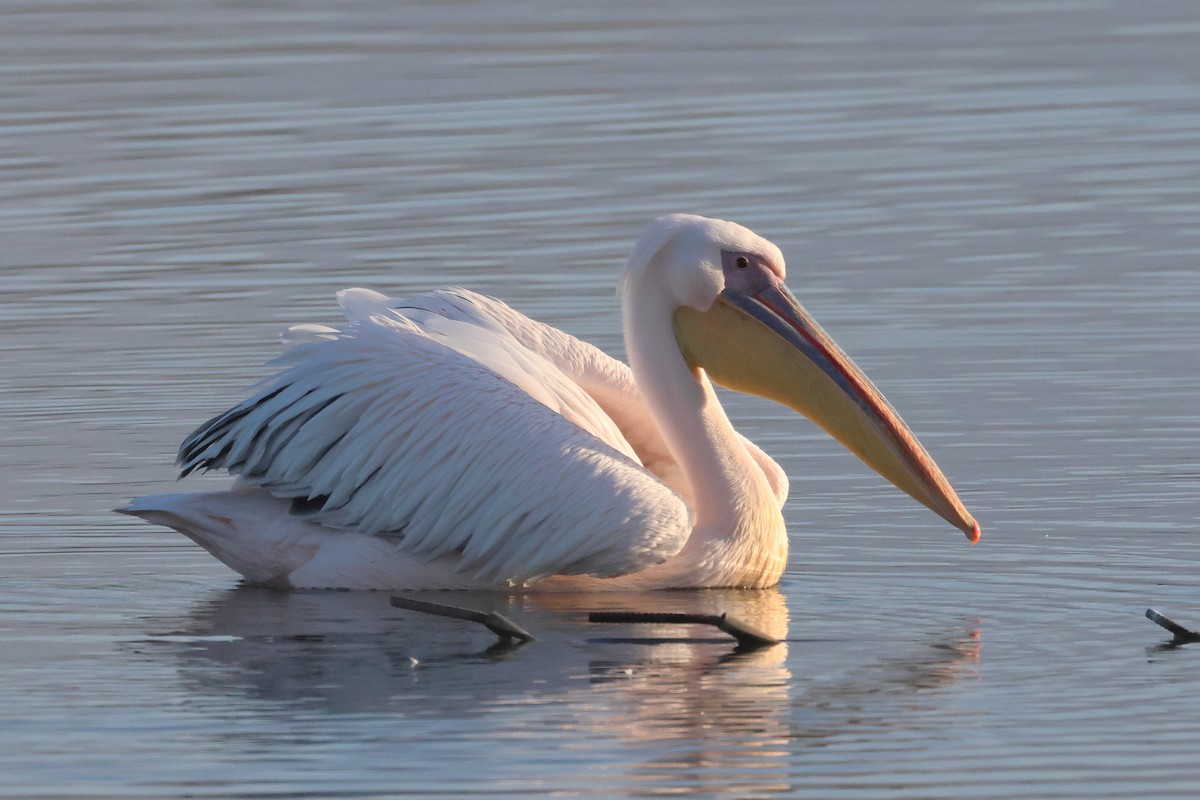 Pélican blanc - ML650488837